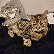 Tigee joined the competition — help win amazing prizes! animal, blanket, cat, collar, cozy, cute, domestic, feline, fur, home, indoor, pet, pillow, relaxed, resting, sleepy, soft, striped, tabby, whiskers