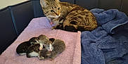 Tigee joined the competition — help win amazing prizes! animal, blanket, cat, comfort, corner, cute, domestic, fur, indoor, kitten, mother_cat, newborn, pet, pile, protective, resting, sleeping, snuggling, soft, towel