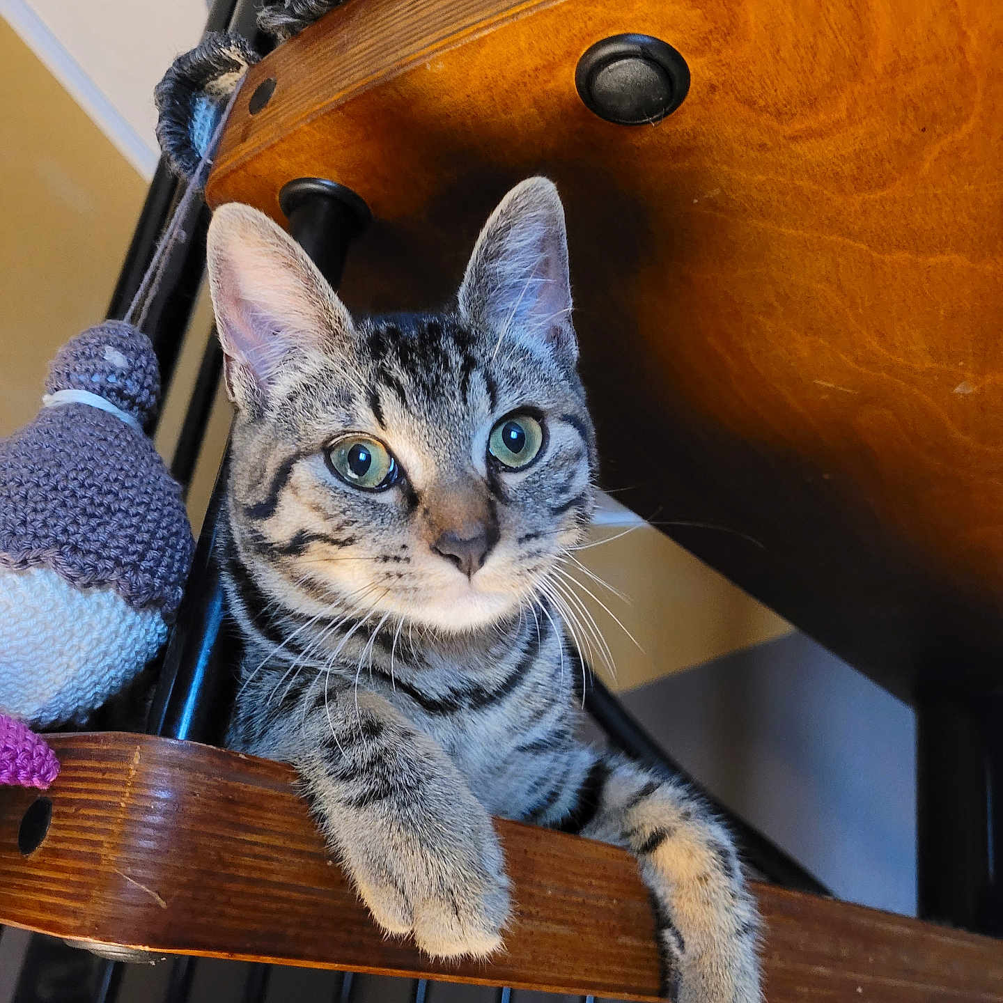 Neyko a rejoint le concours — aidez-le/la à gagner de superbes lots ! abyssinian, animal, architecture, bird, building, cat, clothing, furniture, glove, handrail, hardwood, house, housing, kitten, manx, person, pet, plywood, staircase, wood