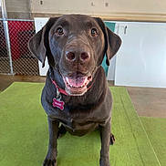 Major is registered to the contest to win money with this photo: dog, labrador, chocolate_labrador, pet, indoor, collar, tag, happy, sitting, green_mat, fence, floor, brown_dog, canine, animal, ears, eyes, mouth_open, nose, fur