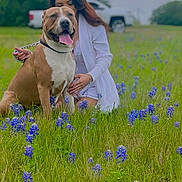 Zeus joined the competition — help win amazing prizes! dog, person, flower, grass, outdoor, nature, field, wildflower, happy, pet, leash, animal, greenery, casual_clothing, smile, summer, daytime, crouching, park, canine