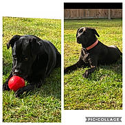 Layla &amp; Shockey joined the competition — help win amazing prizes! canidae, carnivore, collar, companion_dog, dog, dog_breed, dog_collar, grass, great_dane, guard_dog, labrador_retriever, mammal, patterdale_terrier, puppy, sporting_group, working_dog