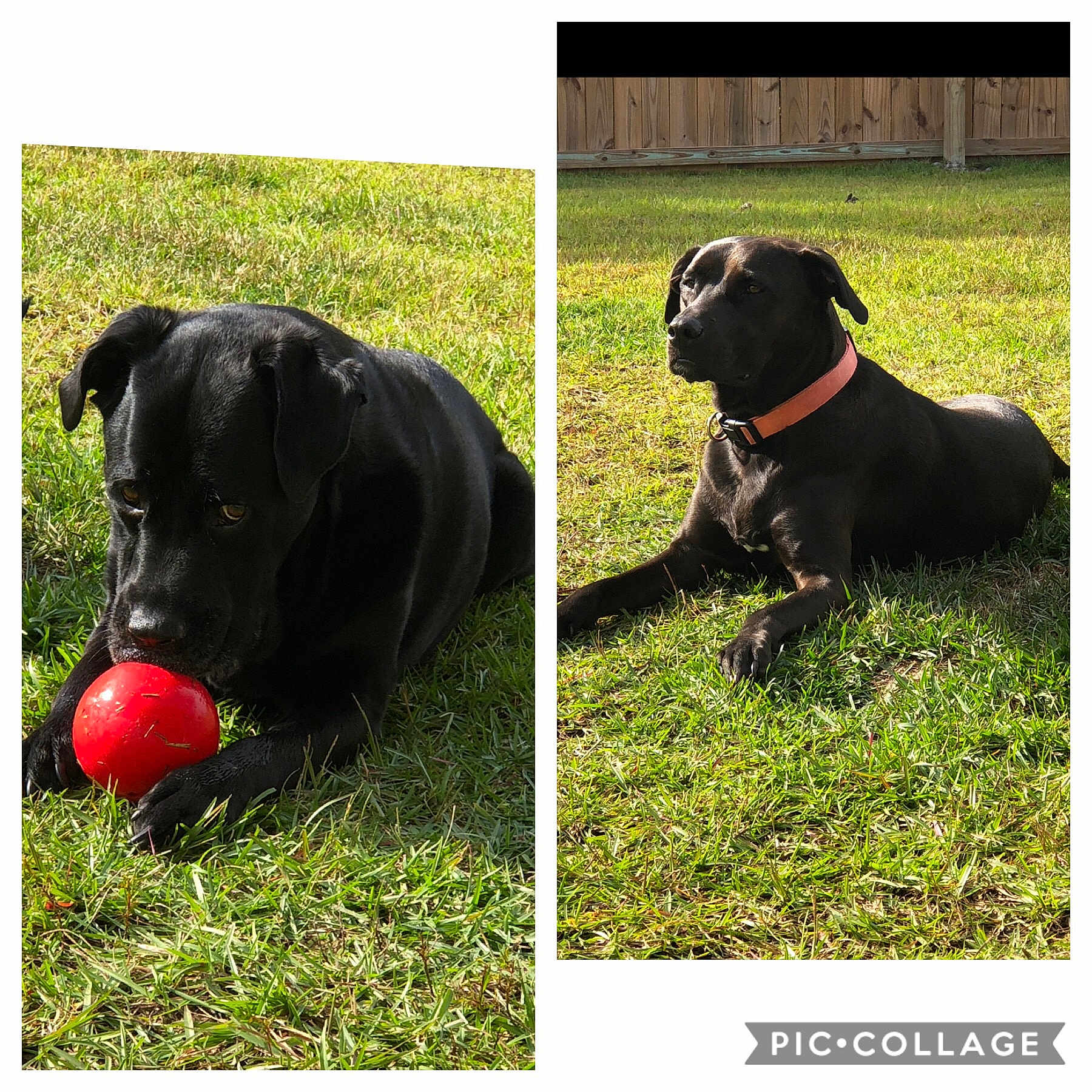 Layla &amp; Shockey joined the competition — help win amazing prizes! canidae, carnivore, collar, companion_dog, dog, dog_breed, dog_collar, grass, great_dane, guard_dog, labrador_retriever, mammal, patterdale_terrier, puppy, sporting_group, working_dog