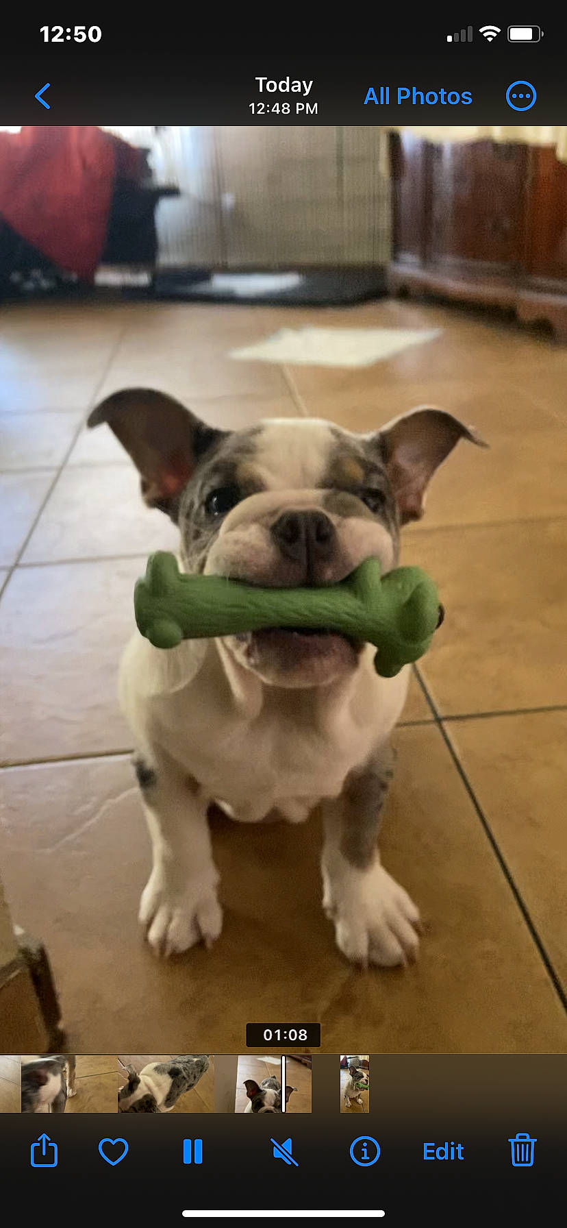 Gizzmo joined the competition — help win amazing prizes! carnivore, collar, companion_dog, dog, dog_breed, dog_clothes, dog_collar, dog_supply, fawn, floor, flooring, guard_dog, hardwood, pet_supply, snout, sporting_group, tile_flooring, whiskers, wood, working_animal