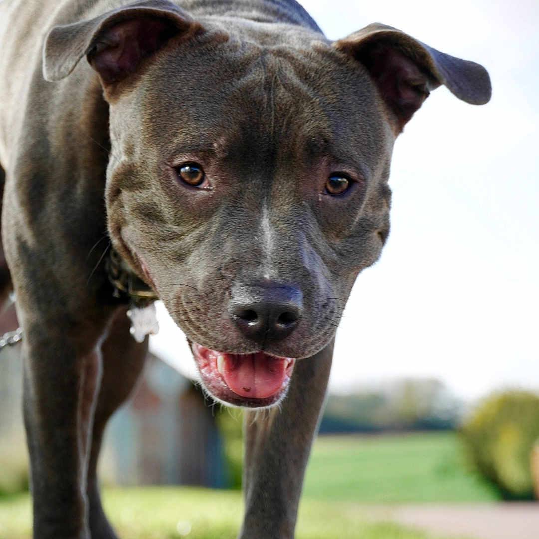 Volt participe au concours pour gagner de l'argent avec cette photo : alloywheel, animal, boxer, bulldog, canine, car, carwheel, dog, frenchbulldog, hound, labradorretriever, machine, pet, pitbull, pointer, puppy, snout, spoke, tire, transportation
