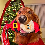Bleu is registered to the contest to win money with this photo: background, canine, celebration, cheerful, christmas_tree, closeup, decorations, dog, festive, fur, golden_retriever, happy, holiday, indoor, lights, pet, red_sweater, santa, smiling, toy