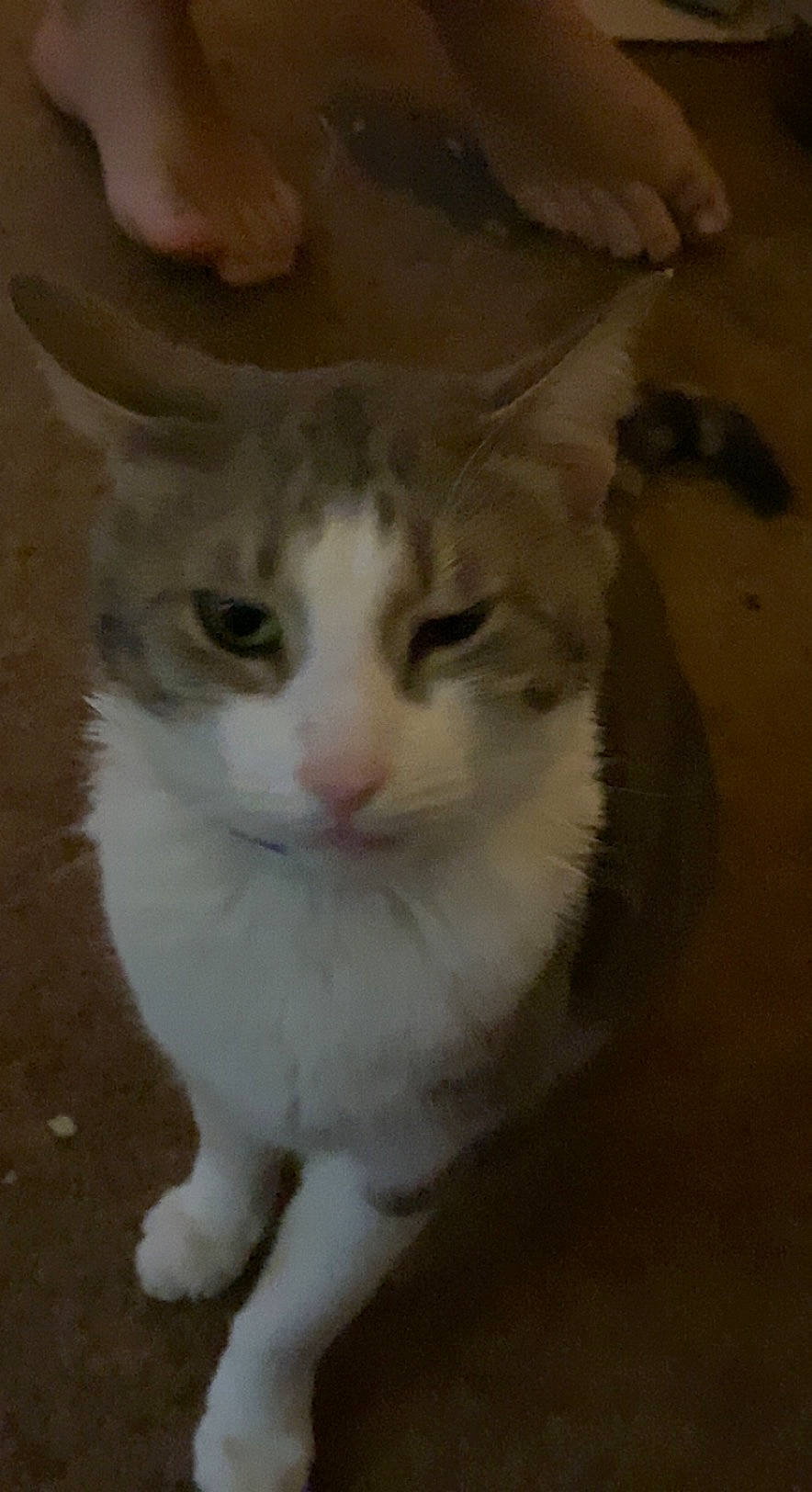 Leo joined the competition — help win amazing prizes! art, carnivore, cat, domestic_short_haired_cat, fawn, felidae, fur, paw, small_to_medium_sized_cats, snout, tail, terrestrial_animal, whiskers