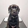 adorable, animal, black_dog, collar, cute, dog, ears, front_view, indoor, looking_at_camera, nose, paw, pet, puppy, short_hair, sitting, snout, table, white_background, young_dog