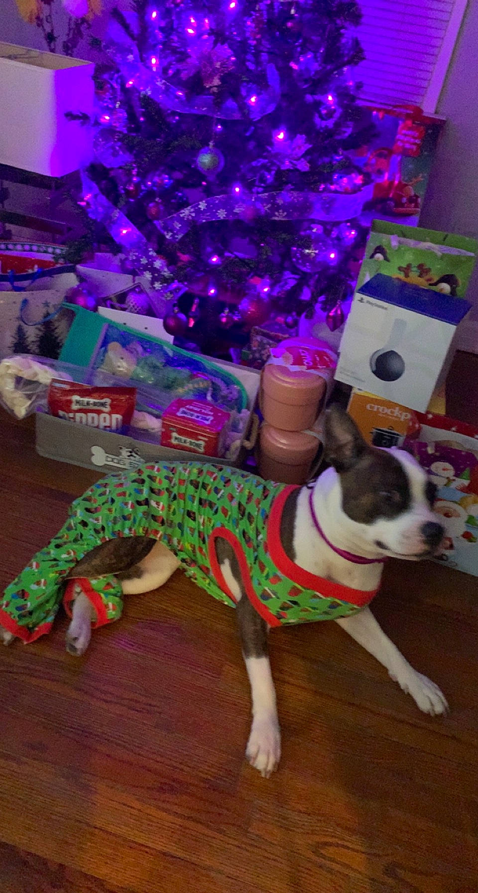 Jade is registered to the contest to win money with this photo: carnivore, christmas_decoration, christmas_ornament, christmas_tree, companion_dog, dog, dog_breed, dog_clothes, dog_supply, event, fawn, flooring, hardwood, holiday, light, purple, snout, tail, wood, working_animal