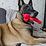 Caline a rejoint le concours — aidez-le/la à gagner de superbes lots ! dog, belgian_malinois, toy, red_toy, indoor, couch, furniture, lying_down, pet, animal, fur, ears, nose, mouth, paw, blanket, wallpaper, relaxed, domestic, companion