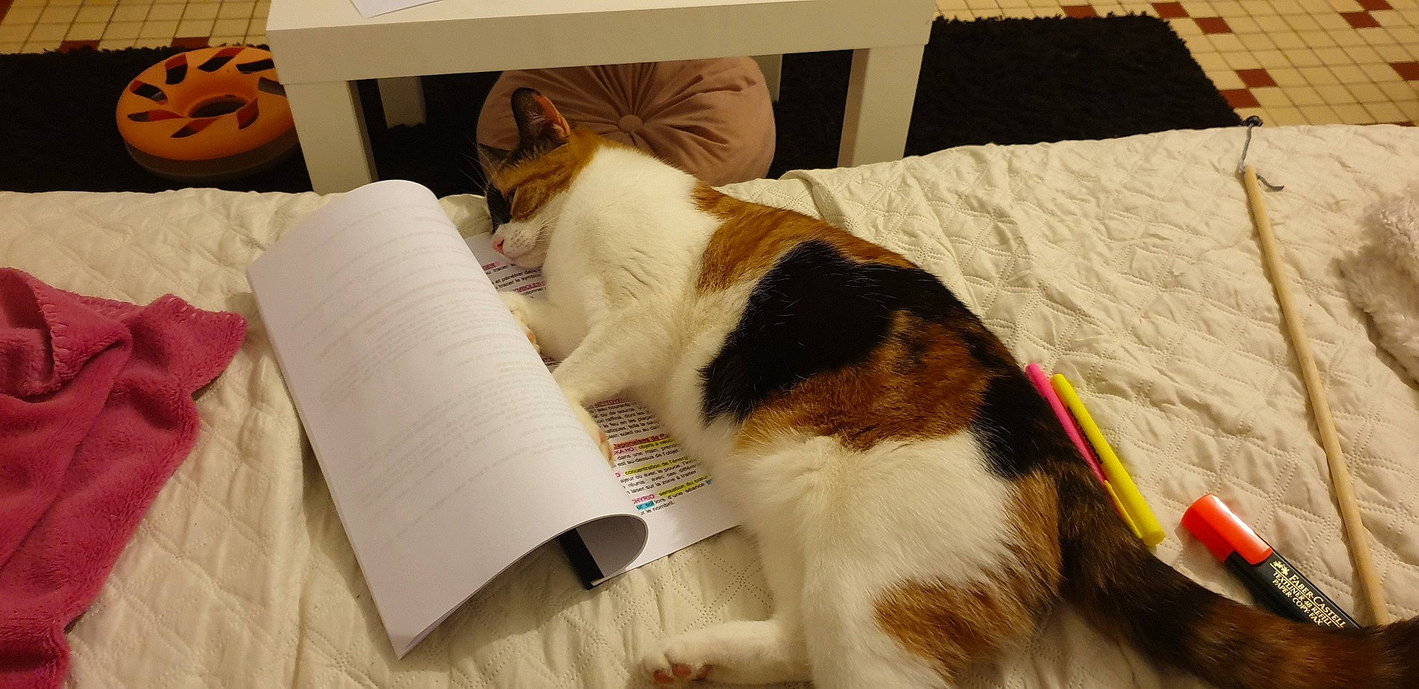 Pixi participe au concours pour gagner de l'argent avec cette photo : canidae, carnivore, companion_dog, dog, dog_breed, kooikerhondje, paper_product, phalene, sporting_group