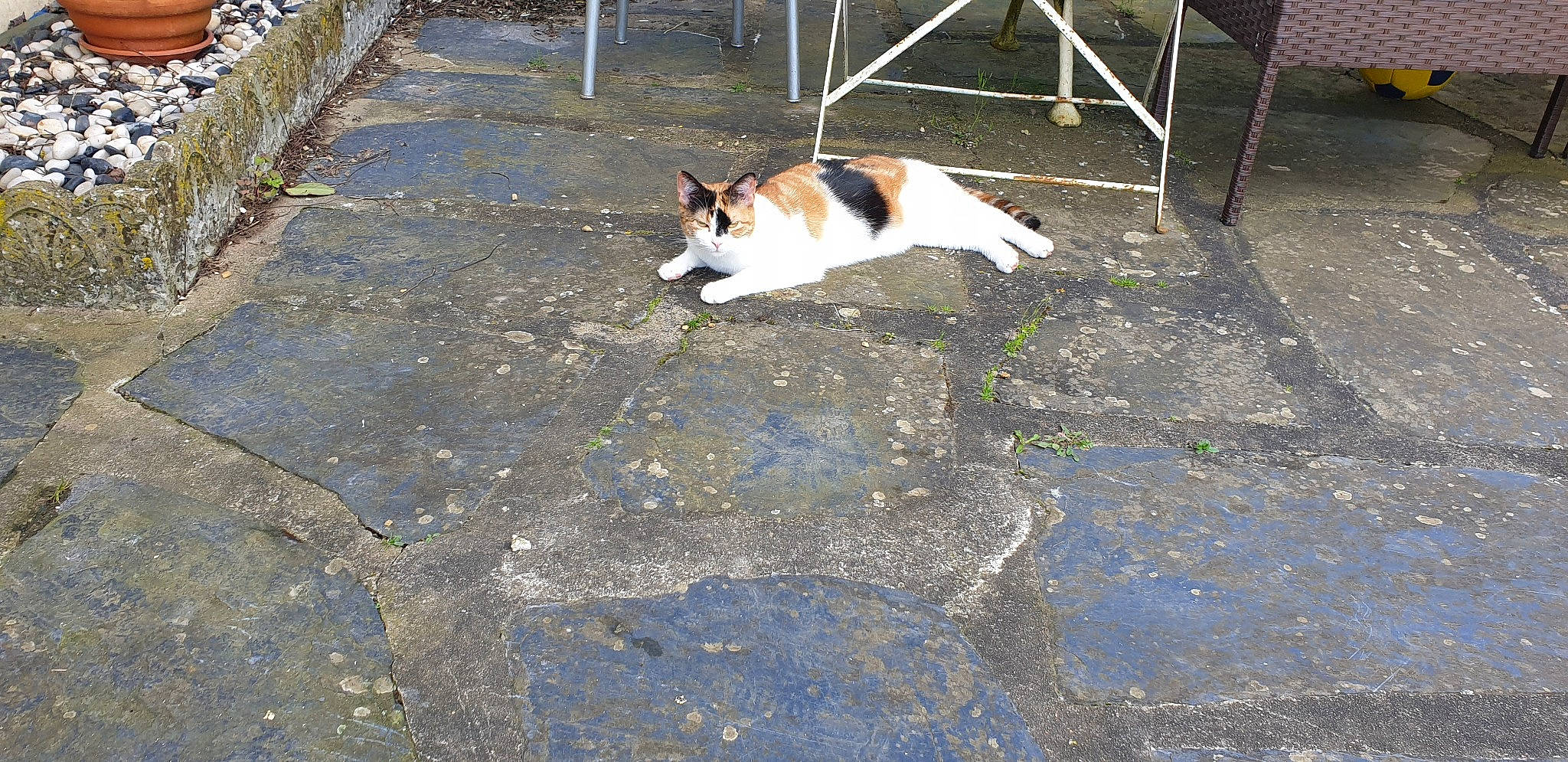 Pixi participe au concours pour gagner de l'argent avec cette photo : canidae, cardigan_welsh_corgi, carnivore, cat, concrete, dog, dog_breed, mammal, norrbottenspets, norwegian_lundehund, tail, thai_bangkaew_dog