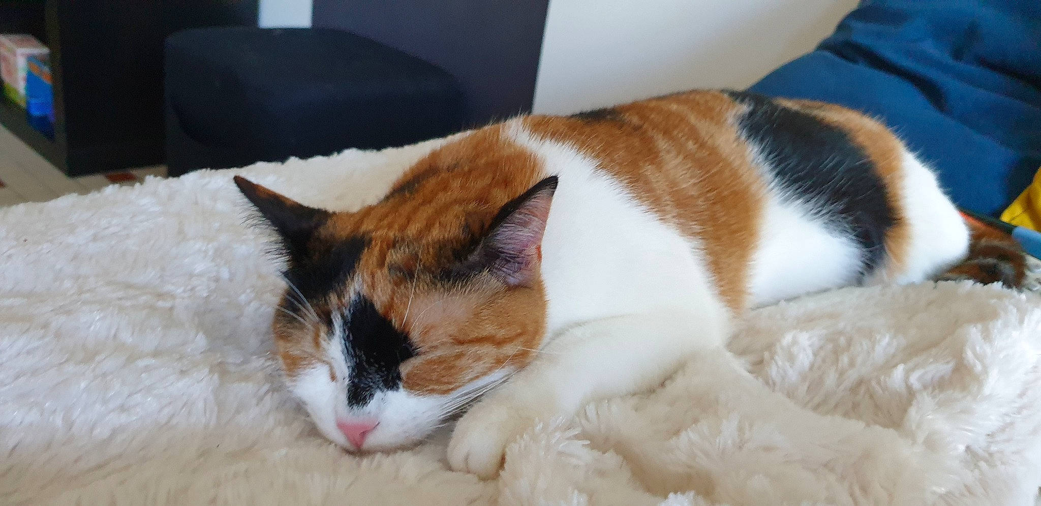 Pixi participe au concours pour gagner de l'argent avec cette photo : aegean_cat, american_wirehair, carnivore, cat, domestic_short_haired_cat, fawn, felidae, fur, german_rex, japanese_bobtail, kitten, mammal, nap, nose, sleep, small_to_medium_sized_cats, snout, snowshoe, tail, whiskers