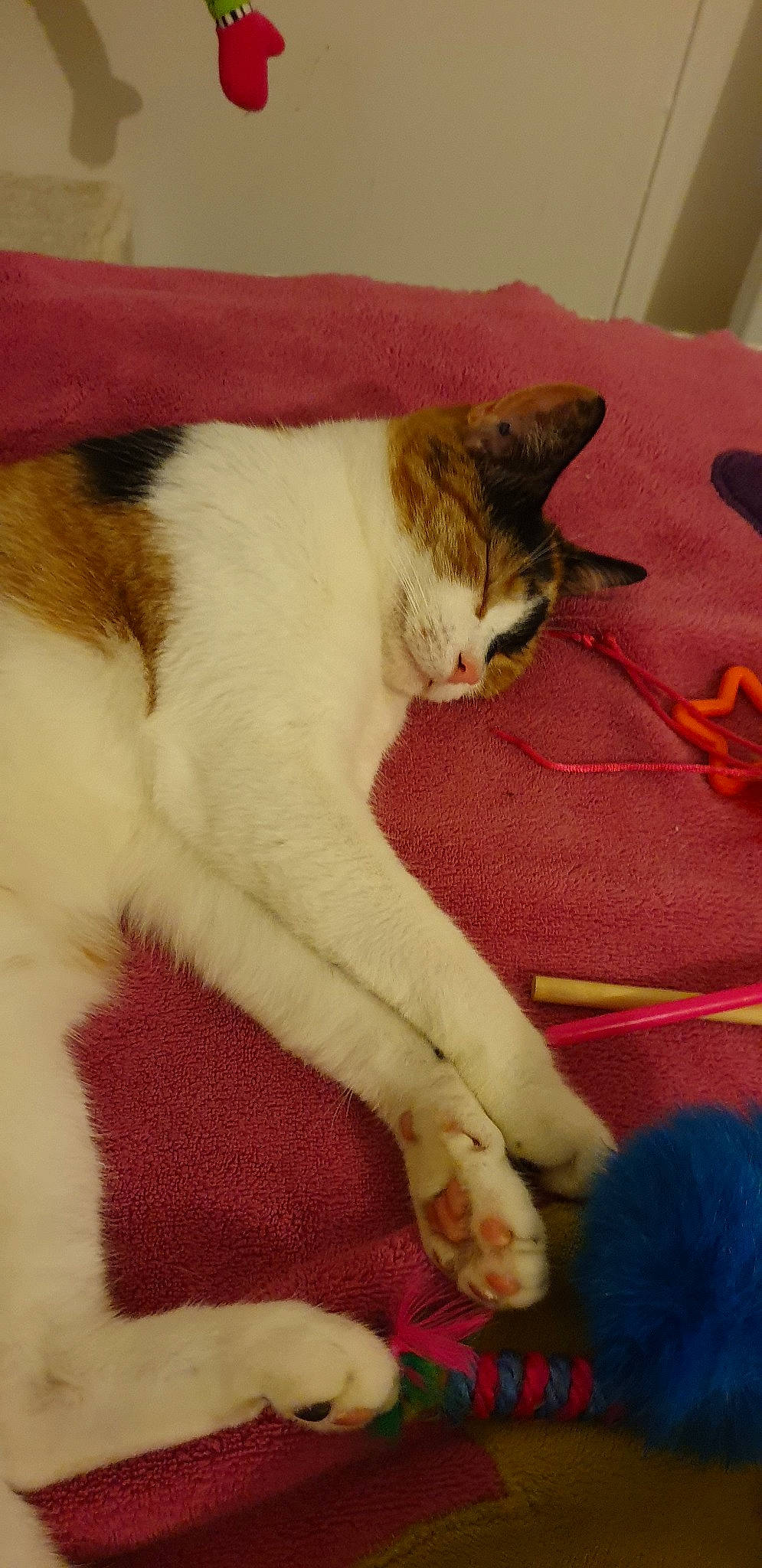 Pixi a rejoint le concours — aidez-le/la à gagner de superbes lots ! aegean_cat, american_wirehair, carnivore, cat, claw, domestic_short_haired_cat, felidae, fur, kitten, nap, paw, polydactyl_cat, small_to_medium_sized_cats, snout, tail, whiskers