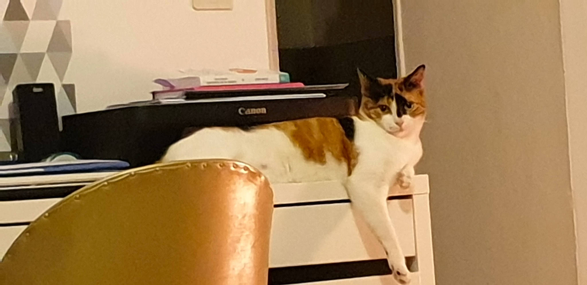 Pixi a rejoint le concours — aidez-le/la à gagner de superbes lots ! aegean_cat, carnivore, cat, domestic_short_haired_cat, european_shorthair, felidae, furniture, kitten, leg, mammal, polydactyl_cat, small_to_medium_sized_cats, table, tail, whiskers