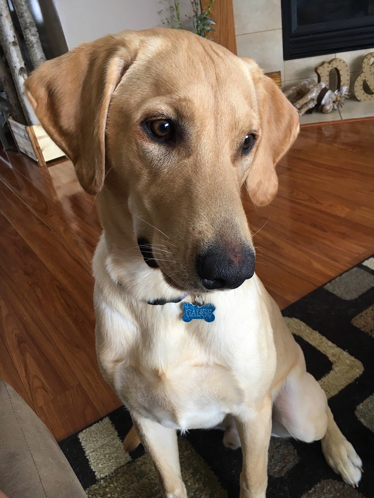 Gauge joined the competition — help win amazing prizes! beagador, black_mouth_cur, canidae, carnivore, companion_dog, dog, dog_breed, fawn, hunting_dog, labrador_retriever, mammal, potcake_dog, rare_breed_dog, retriever, rhodesian_ridgeback, snout, sporting_group, vertebrate, whiskers