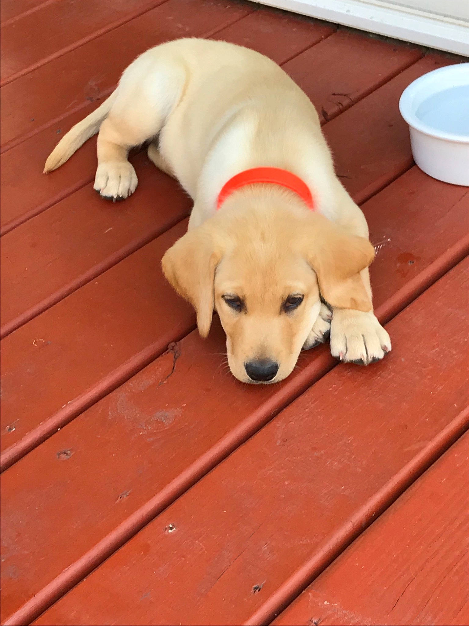 Gauge is registered to the contest to win money with this photo: beagador, canidae, carnivore, companion_dog, dog, dog_breed, fawn, golden_retriever, labrador_retriever, mammal, paw, puppy, retriever, snout, sporting_group, vertebrate