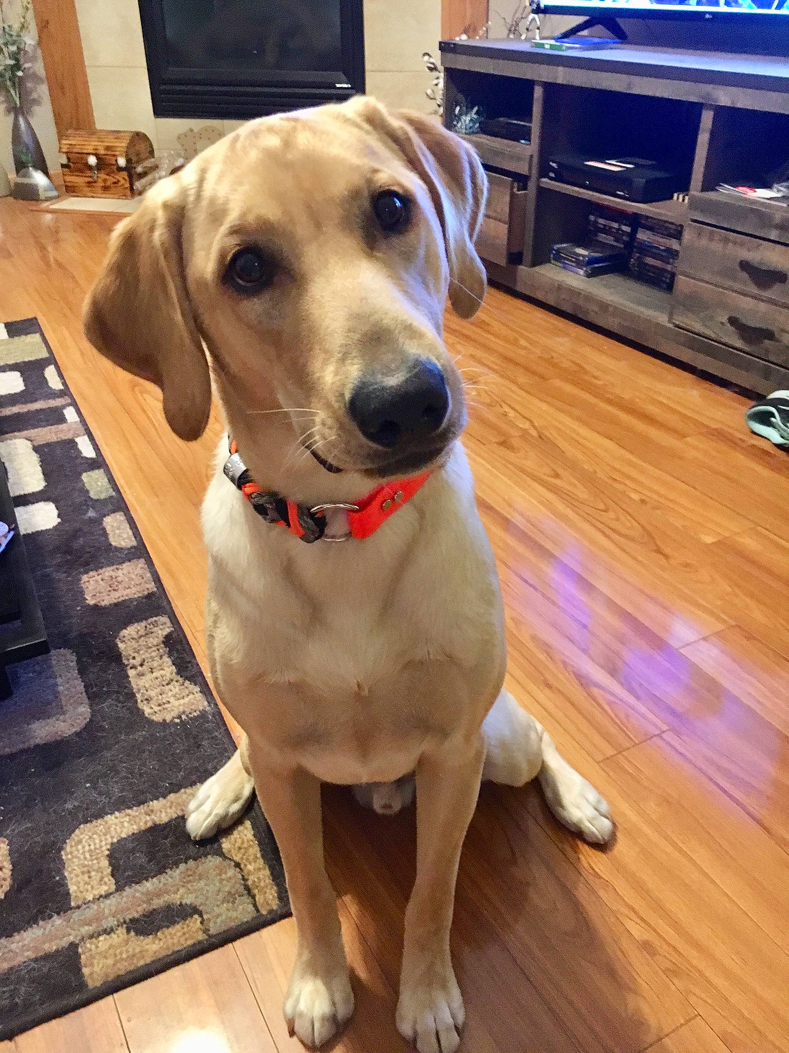 Gauge is registered to the contest to win money with this photo: beagador, canidae, carnivore, companion_dog, dog, dog_breed, fawn, floor, flooring, hunting_dog, labrador_retriever, mammal, rare_breed_dog, snout, sporting_group, tail, vertebrate, working_dog