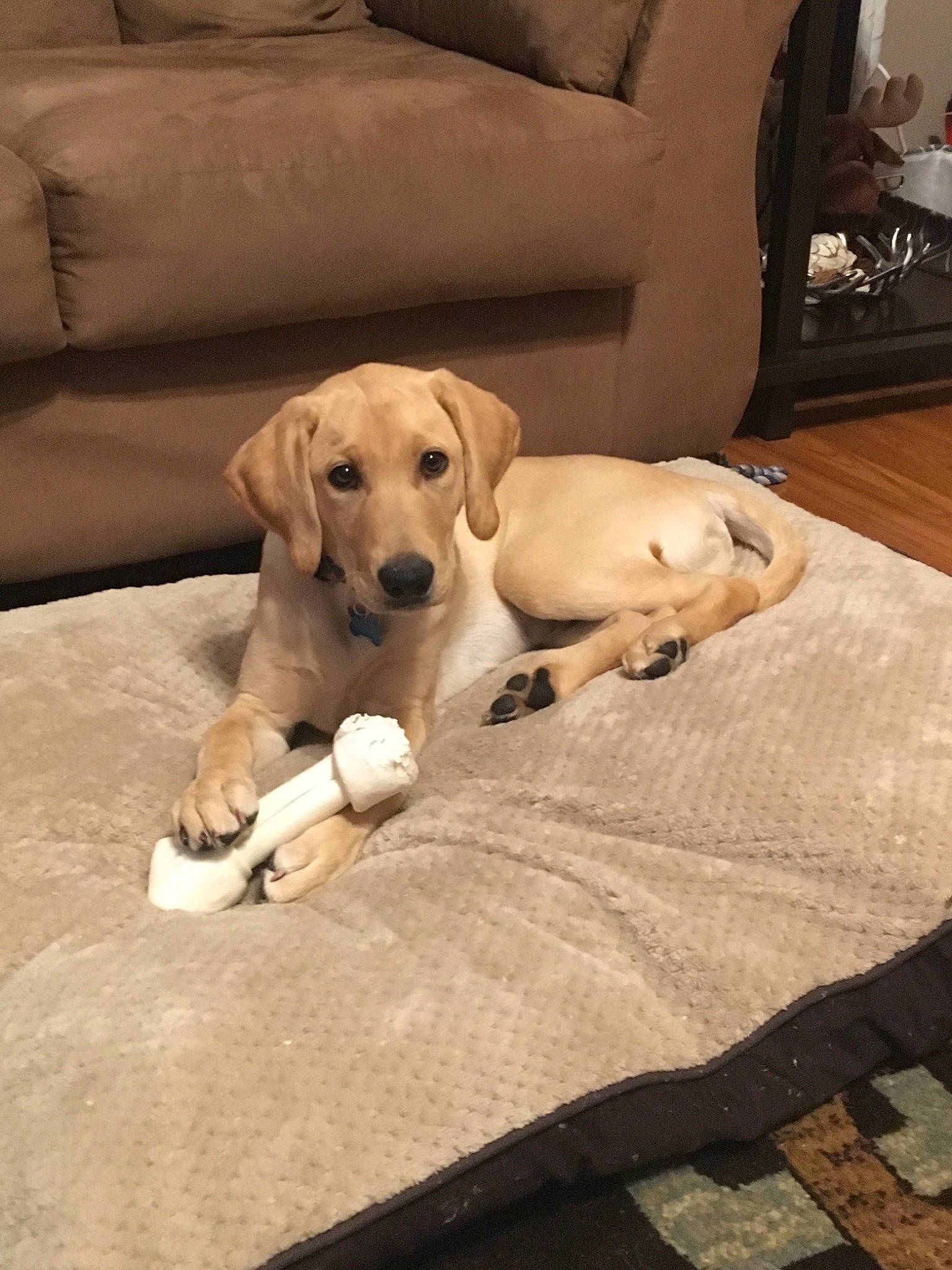 Gauge joined the competition — help win amazing prizes! beagador, canidae, carnivore, companion_dog, dog, dog_breed, fawn, labrador_retriever, mammal, puppy, retriever, snout, sporting_group