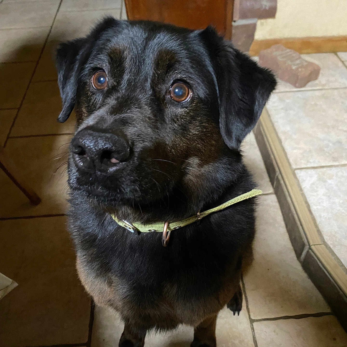 Maboule participe au concours pour gagner de l'argent avec cette photo : accessories, animal, canine, collar, dog, door, flagstone, hound, labradorretriever, leash, path, pet, pug, puppy, slate, snout, strap, tile, walkway, wood