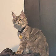 Ichabod is registered to the contest to win money with this photo: animal, cat, cat_tree, collar, curtain, cute, domestic_animal, feline, fluffy_tail, fur, indoor, looking_away, mammal, perched, pet, pet_accessory, resting, star_tag, toy_ball, wall