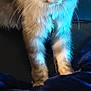 Ichabod joined the competition — help win amazing prizes! animal, blanket, blue_light, cat, close_up, cozy, curious, cute, domestic_cat, feline, fluffy_fur, furry, gray_cat, indoor, pet, portrait, sitting, soft_texture, whiskers, yellow_eyes