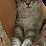 Ichabod is registered to the contest to win money with this photo: animal, cat, close_up, cute, domestic_cat, ears, feline, fluffy, fur, gray_tabby, hand, human_hand, indoor, kitten, paw, person, pet, resting, whiskers, young_animal