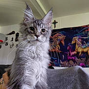 Ichabod joined the competition — help win amazing prizes! cat, indoor, fluffy, gray, white, ears, whiskers, tapestry, unicorn, wall, cross, curious, pet, feline, animal, portrait, soft, cozy, decor, hand