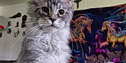 Ichabod joined the competition — help win amazing prizes! animal, cat, cozy, cross, curious, decor, ears, feline, fluffy, gray, hand, indoor, pet, portrait, soft, tapestry, unicorn, wall, whiskers, white