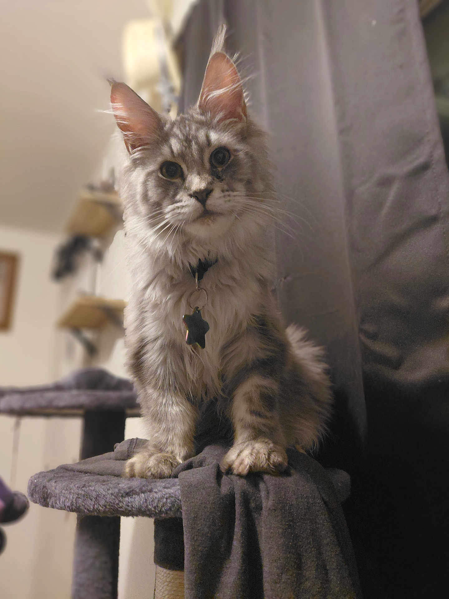 Ichabod joined the competition — help win amazing prizes! cat, feline, pet, fluffy, gray, tabby, indoor, cat_tree, collar, tag, whiskers, ears, paws, fur, curious, animal, domestic, portrait, sitting, furniture