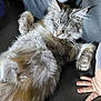 Ichabod is registered to the contest to win money with this photo: cat, sleeping, fluffy, gray, pet, feline, couch, leather, baby_hand, relaxing, indoor, closeup, paw, fur, cute, resting, animal, companion, cozy, nap