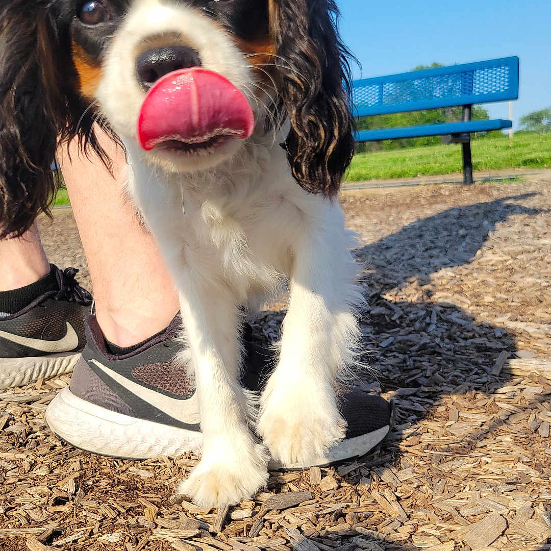 Rocco joined the competition — help win amazing prizes! animal, bench, bodypart, canine, clothing, cockerspaniel, dog, footwear, furniture, grass, mouth, person, pet, plant, puppy, runningshoe, shoe, slate, sneaker, soil