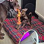brown_dog, colorful, dog, floor, fun, furniture, home, indoor, interaction, mirror, pet_bed, plaid, play, radiator, reflection, rope_toy, small_dog, stacked_items, sunglasses, toy