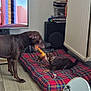 animal, colorful_ball, dog, dvd_stack, floor, fun, furniture, home, indoor, living_room, mirror, pet, plaid_bed, play, radiator, relaxation, sunglasses, television, toy, wooden_floor