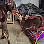 blanket, brown_dog, dog, dog_bed, floor, furniture, indoor, large_dog, living_room, mirror, pet, plaid, playing, rope_toy, small_dog, sunglasses, television, toy, tug_of_war, wood_floor