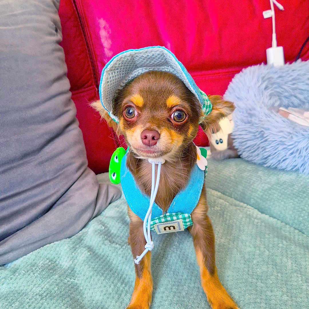 Snoop