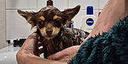 Snoop participe au concours pour gagner de l'argent avec cette photo : animal, bath, bathroom, bottle, cute, dog, domestic, ears, grooming, hands, indoor, lotion, mirror, person, pet, sink, small_dog, tiles, washing, wet