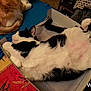 animal, black_and_white, blanket, box, cat, comfort, cozy, cute, domestic, feline, fluffy, fur, ginger_cat, home, indoor, lying_down, pet, relaxed, resting, sleeping