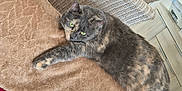 Arya participe au concours pour gagner de l'argent avec cette photo : animal, blanket, cat, cozy, cute, domestic_cat, feline, fur, furniture, green_eyes, home, indoor, lying_down, pet, relaxing, resting, soft_texture, tortoiseshell, whiskers, wicker_chair