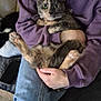 Arya participe au concours pour gagner de l'argent avec cette photo : animal, casual, cat, comfort, couch, cozy, feline, fur, hand, home, hoodie, indoor, jeans, paw, person, pet, relaxed, resting, sitting, smartphone