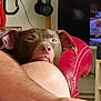 arm, brown_dog, closeup, comfort, couch, dog, ear, electronics, furniture, hand, headset, human_skin, indoor, living_room, nap, person, red_leather_chair, relaxed, resting, telephone