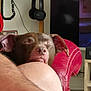 arm, closed_eyes, comfort, couch, dog, ear, electronics, fur, hand, headphones, home, human_knee, indoor, living_room, person, red_leather_chair, relaxation, resting, snout, telephone