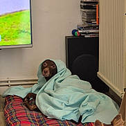 Prince participe au concours pour gagner de l'argent avec cette photo : blanket, blanket_wrap, brown_dog, corner, cozy, curious_dog, dog, dog_bed, dvd_stack, flooring, home_interior, indoor, pet, plaid_pattern, radiator, resting, television, watching, wooden_floor, wrapped