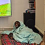 blanket, blanket_wrap, brown_dog, corner, cozy, curious_dog, dog, dog_bed, dvd_stack, flooring, home_interior, indoor, pet, plaid_pattern, radiator, resting, television, watching, wooden_floor, wrapped