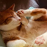 Tigrou participe au concours pour gagner de l'argent avec cette photo : adorable, animal, cat, close_up, cozy, cute, domestic_animal, fluffy, fur, ginger_cat, indoor, paws, peaceful, pet, relaxed, resting, sleeping, soft_light, whiskers, white_cat