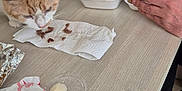 Tigrou a rejoint le concours — aidez-le/la à gagner de superbes lots ! brown_food, cat, curious, domestic_animal, food, fries, furniture, hand, indoor, meal, orange_cat, paper_towel, person, pet, plastic_bag, plastic_container, sandwich, sauce, snack, table