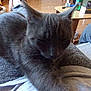 animal, casual, cat, coffee_table, companion, couch, cozy, dog, domestic_animal, furniture, gray_cat, household, indoor, lap, living_room, pet_bed, relaxing, resting, sleeping, wooden_floor