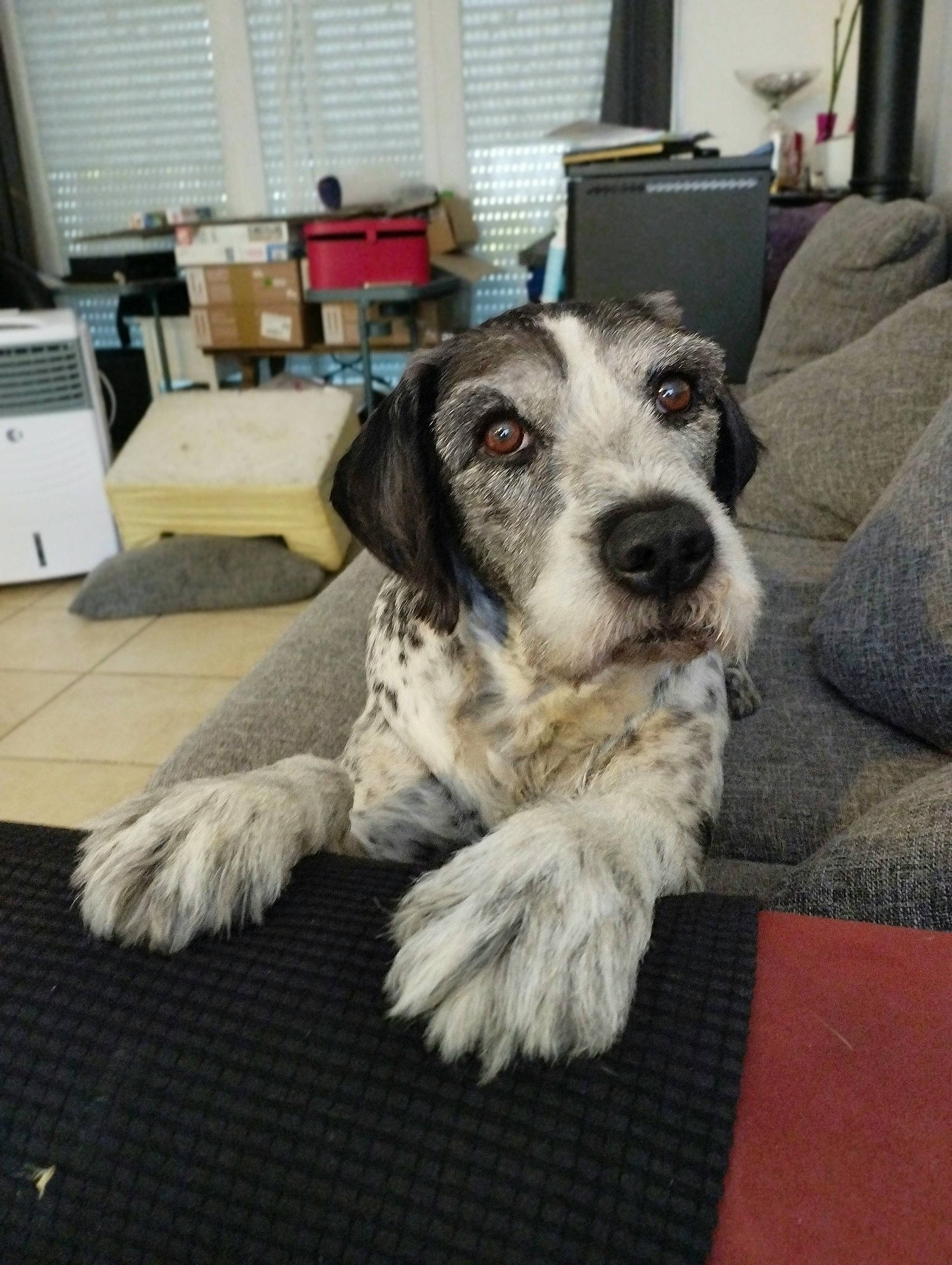 Champion participe au concours pour gagner de l'argent avec cette photo : canidae, carnivore, companion_dog, dog, dog_breed, flooring, fur, living_room, non_sporting_group, snout, sporting_group, window, window_blind, working_animal, working_dog