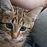 kitten, cat, tabby, close_up, tongue_out, feline, pet, cute, whiskers, indoor, person_arm, fur, animal, young_cat, curious, soft_fur, cozy, casual, domestic_cat, playful