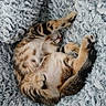 animal, blanket, cat, cozy, curled_up, cute, feline, fluffy, fur, indoor, kitten, nap, paw, pet, relaxed, resting, sleeping, soft, striped, tabby